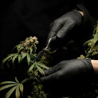 person in black leather gloves holding green plant