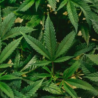 green leaves in close up photography